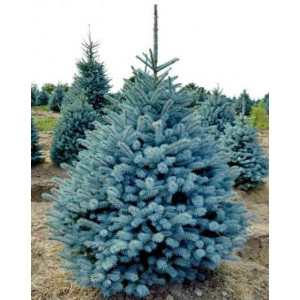 Живая голубая ель в горшке Фат Альберт "Fat Albert" 2,50 м. - 2,75 м Живая голубая ель в горшке Фат Альберт "Fat Albert" 2,50 м. - 2,75 м