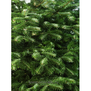  Пихта Кавказская срезанная 2,25 м – 2,50 м