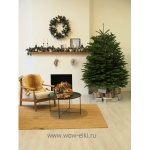  Пихта Кавказская срезанная 2,25 м – 2,50 м