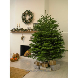  Пихта Кавказская срезанная 2,25 м – 2,50 м