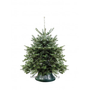  Пихта Кавказская срезанная 0,80 м – 1,00 м