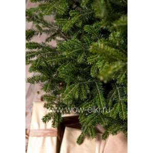 Пихта Кавказская срезанная 0,80 м – 1,00 м Пихта Кавказская срезанная 0,80 м – 1,00 м