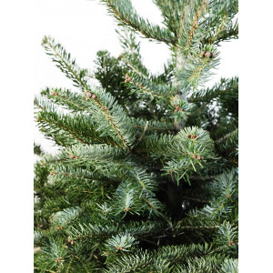  Пихта Кавказская срезанная 0,80 м – 1,00 м