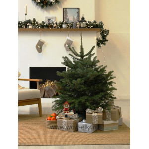  Пихта Кавказская срезанная 0,80 м – 1,00 м