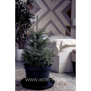 Живая голубая ель Глаука "Glauca" в горшке 0,60 м - 0,80 м Живая голубая ель Глаука "Glauca" в горшке 0,60 м - 0,80 м