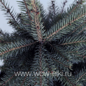 Живая голубая ель Глаука "Glauca" в горшке 0,40 м - 0,60 м Живая голубая ель Глаука "Glauca" в горшке 0,40 м - 0,60 м