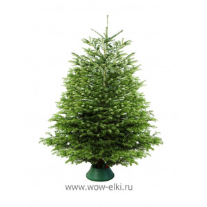  Пихта Кавказская срезанная 2,75 м – 3,00 м