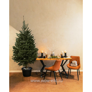 Пихта Кавказская в горшке 2,50 м – 2,75 м