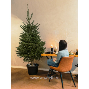 Пихта Кавказская в горшке 2,50 м – 2,75 м