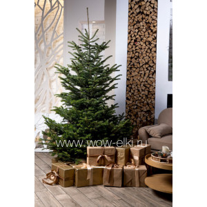 Пихта Кавказская в горшке 2,50 м – 2,75 м