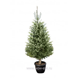 Пихта Кавказская в горшке 2,50 м – 2,75 м