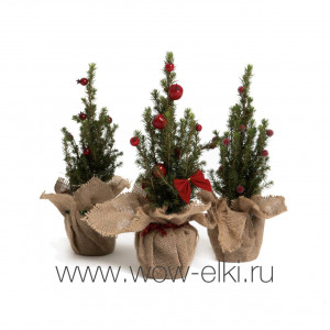 Ель канадская "Коника" 20 см - 40 см в подарочной упаковке