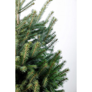 Ель зеленая в горшке 0,60 м – 0,80 м Ель зеленая в горшке 0,60 м – 0,80 м