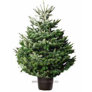 Датская елка (Пихта Нордмана) в горшке или в кадке 2,50 м – 2,75 м