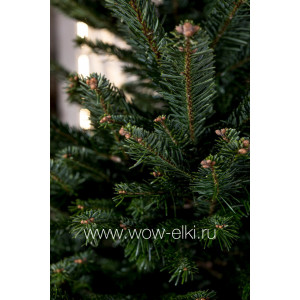 Датская елка (Пихта Нордмана) в горшке или в кадке 2,50 м – 2,75 м