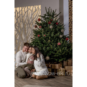 Датская елка (Пихта Нордмана) в горшке или в кадке 2,50 м – 2,75 м