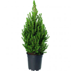 Ель канадская "Коника" 20 см - 30 см