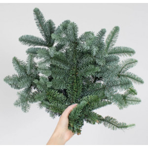 Лапник Пихты Нобилис