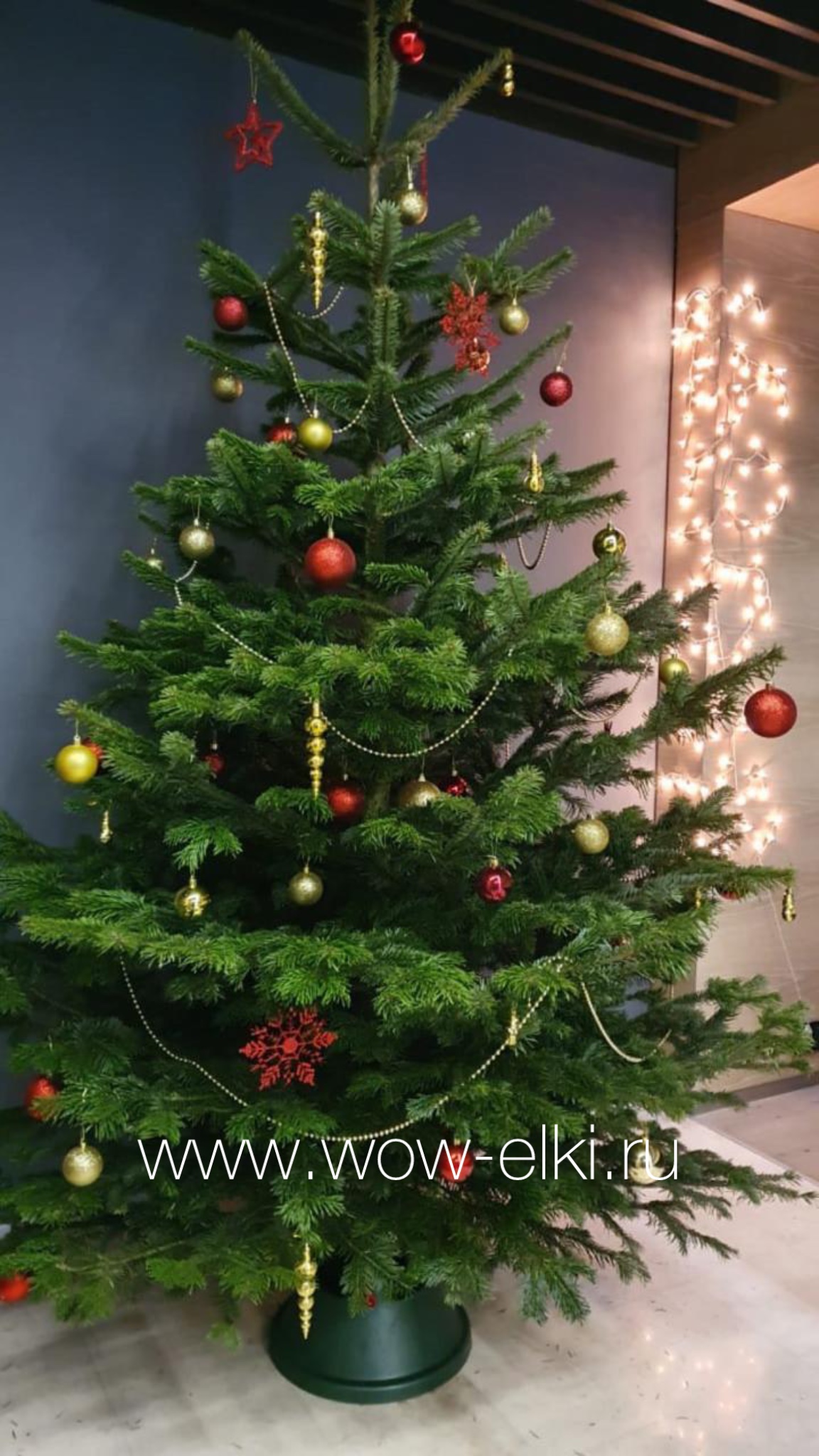 вау-елки - 10